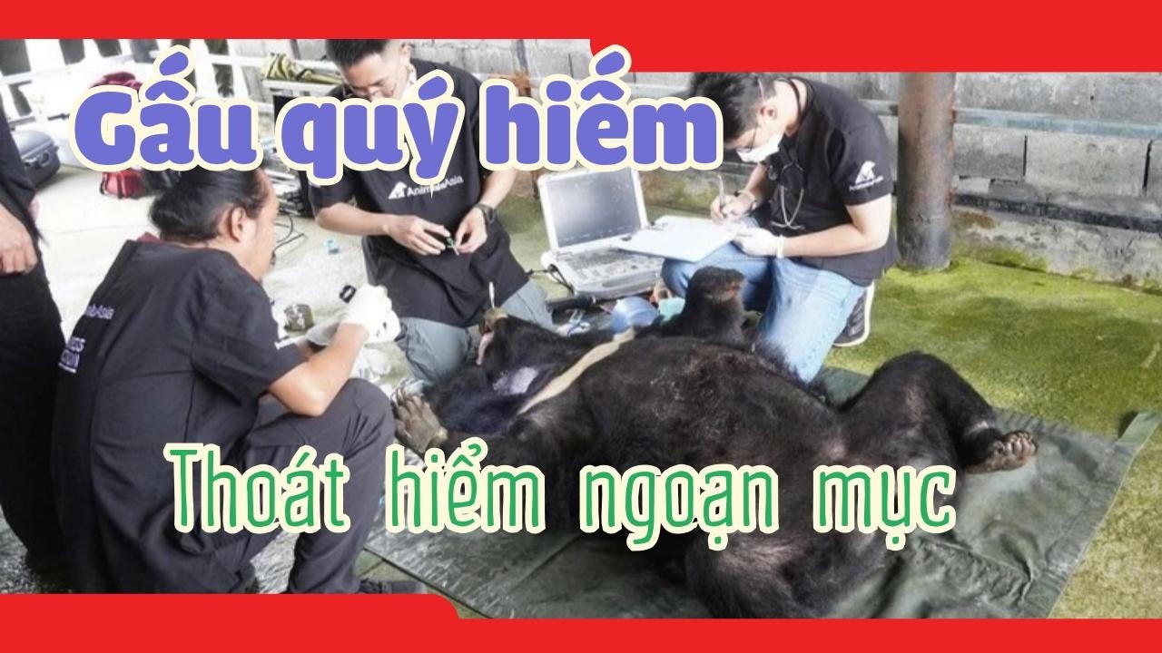 Gấu 120kg quý hiếm, loài Sách Đỏ, thoát hiểm ngoạn mục!