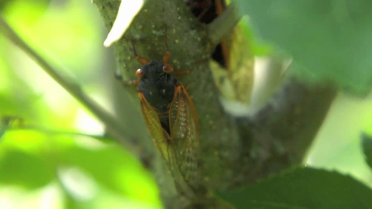 The Great Southern Brood - True Love