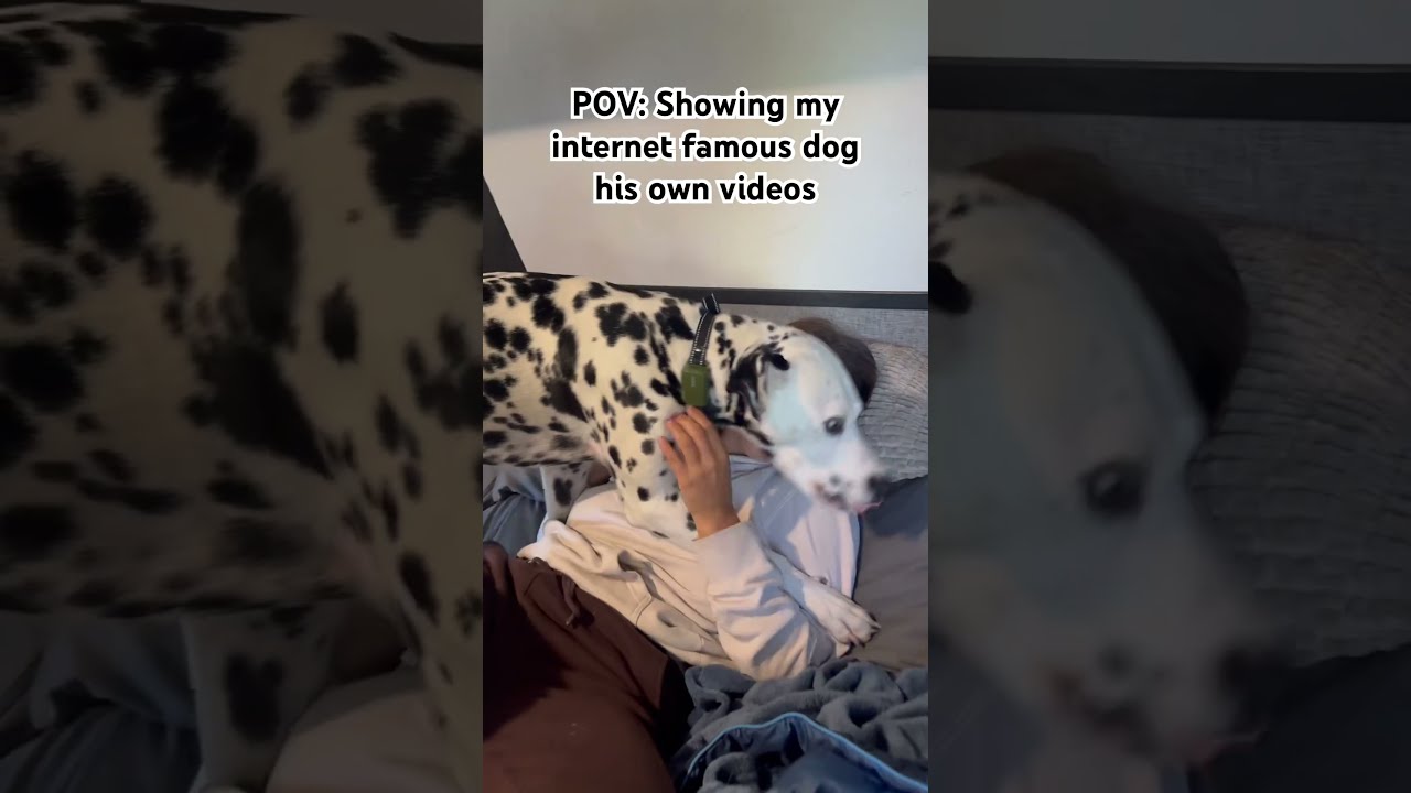 Showing my internet famous dog his own videos dogshorts doglover funny dalmatian
