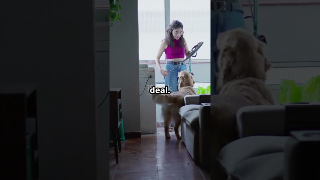 Как предотвратить или лечить тревогу разлуки у собаки?