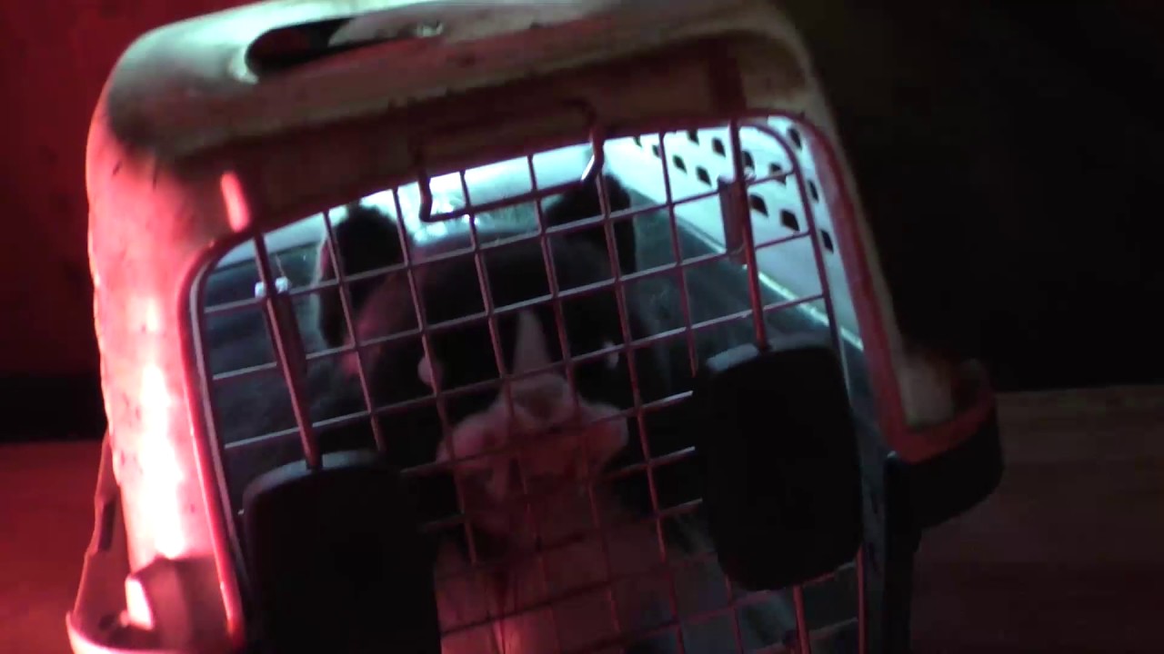 Cat Crate - Zombie Cat Animated Halloween Prop