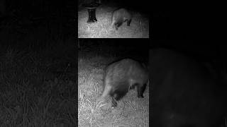 Just a Badger, a Patch of Grass, and Not a Care in the World