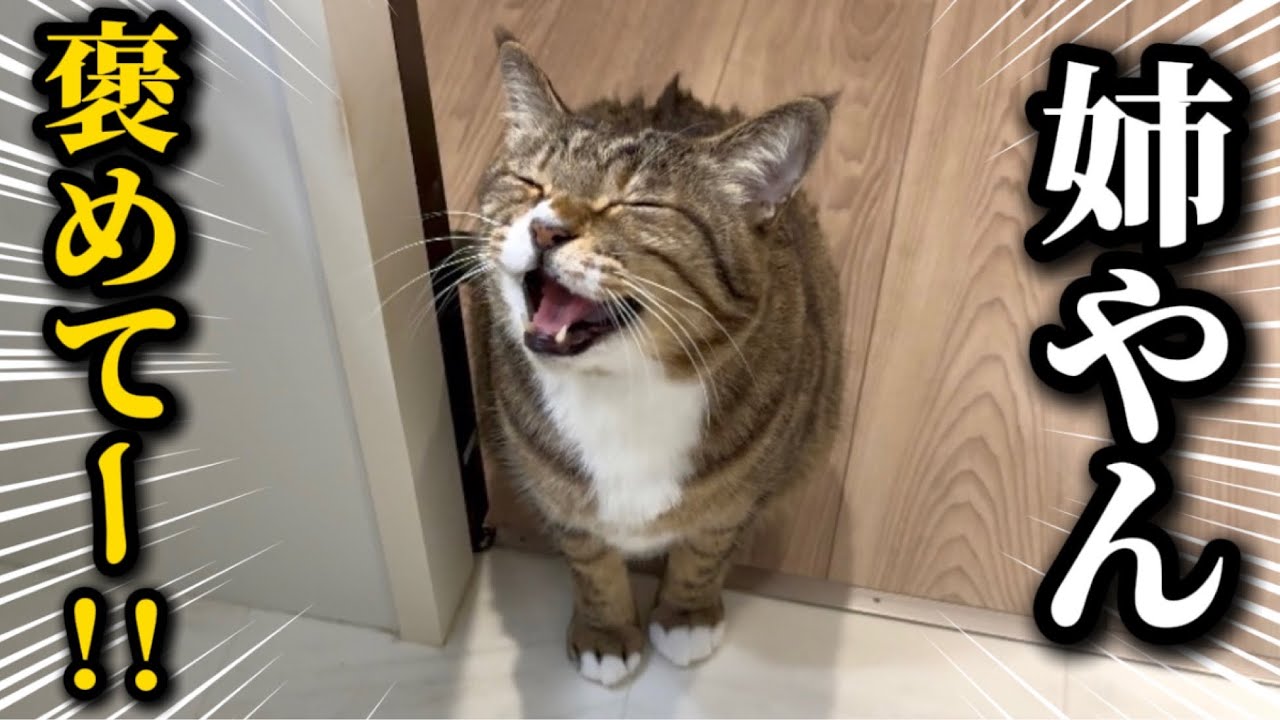 元ボス猫を家族に迎えたら何度でも褒められにくる報告魔になりました