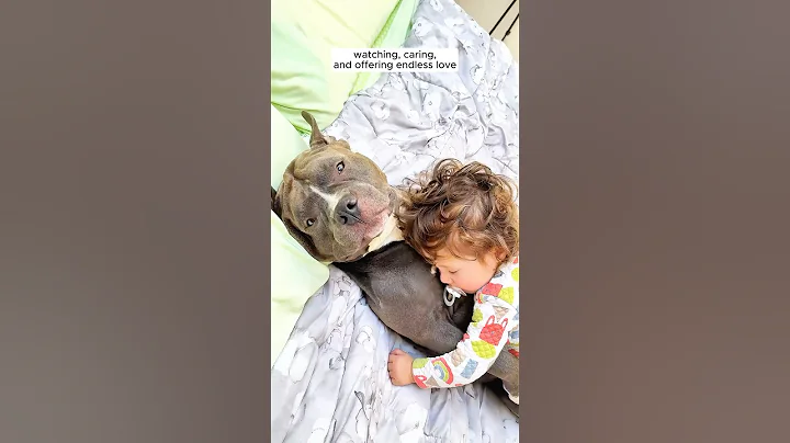 A man rescued a pitbull struggling with emotional trauma