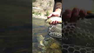FLY FISHING FOR TROUT WITH DRY FLIES! #shorts