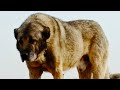 Origin of kangal  name  learn the truth   hb kennel