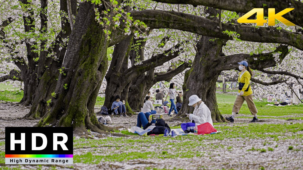 【4K HDR】Best Cherry Blossom Parks in Tokyo - Kinuta Koen 2021