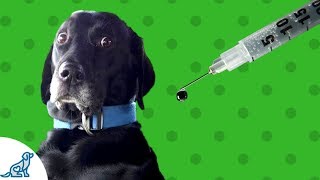 Vaccinating Your Dog- Does Your Dog Need Vaccinating?