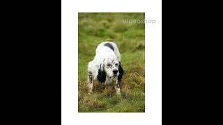 setter inglese, il cane più bello del mondo