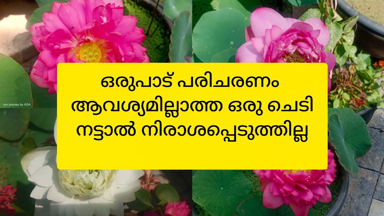 ഒരുപാട് പരിചരണം ആവശ്യമില്ലാത്ത ചെടി/Lotus gardening malayalam 
