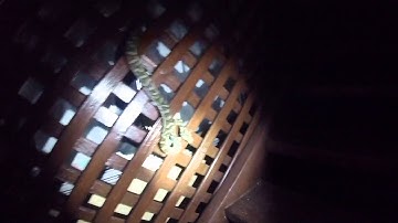 carpet python in tallebugera