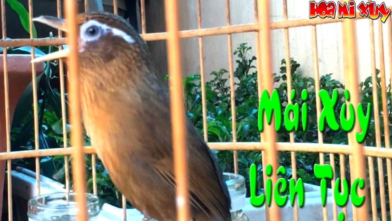 họa mi mái xùy căng siêu dụ trống nhanh hót mau đấu cực nhậy an toàn cho mộc