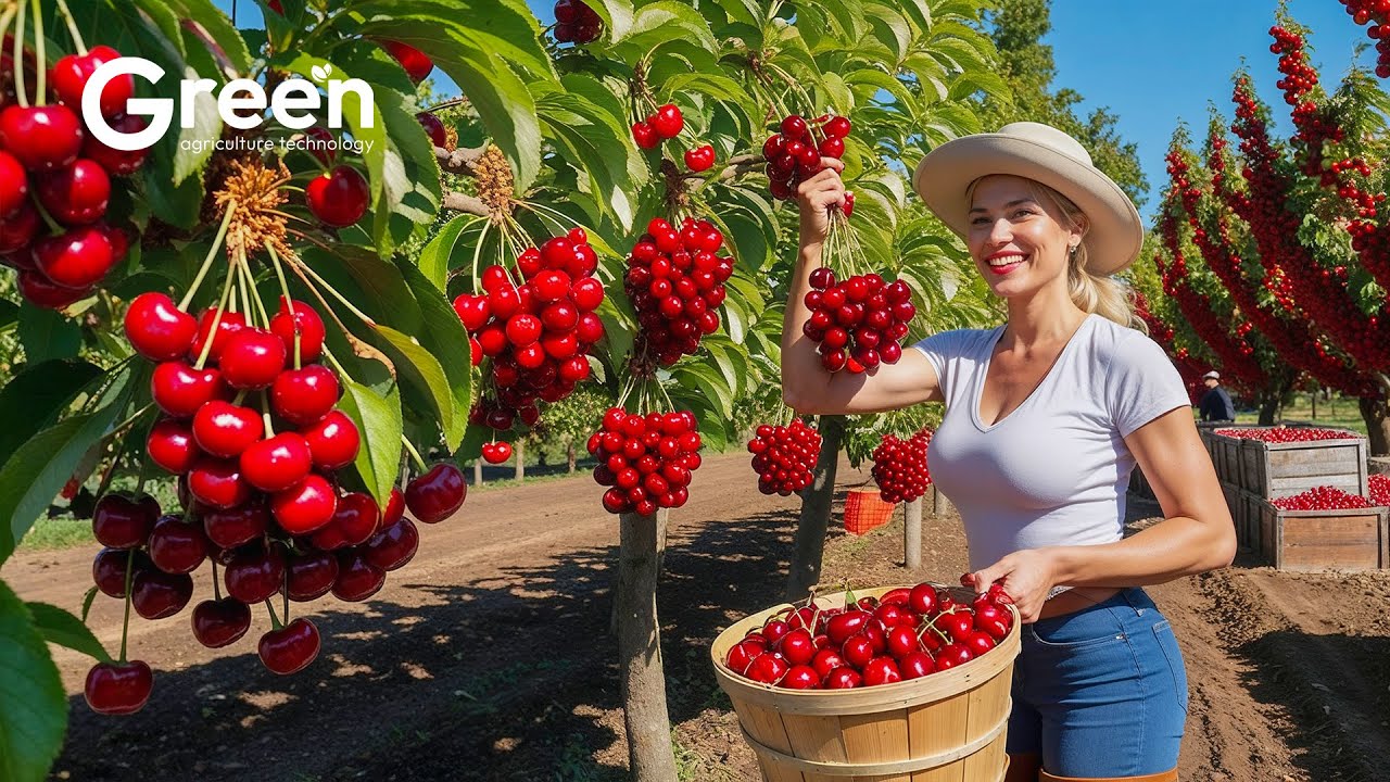 How to MILLIONS tonts of Cherry Harvested & Processed 🍒 | Agriculture Technology
