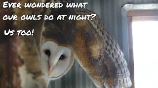 Tales from the Perch: The Raptor Woodland Refuge at Night