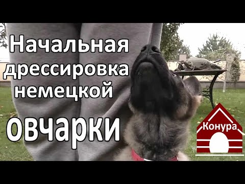 Дрессировка собак в домашних условиях немецкой овчарки видео