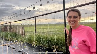 Brining A New Tomato Trellis System To The Garden