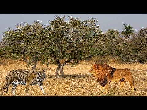 Apa yang Terjadi Jika Harimau Hidup di Afrika?