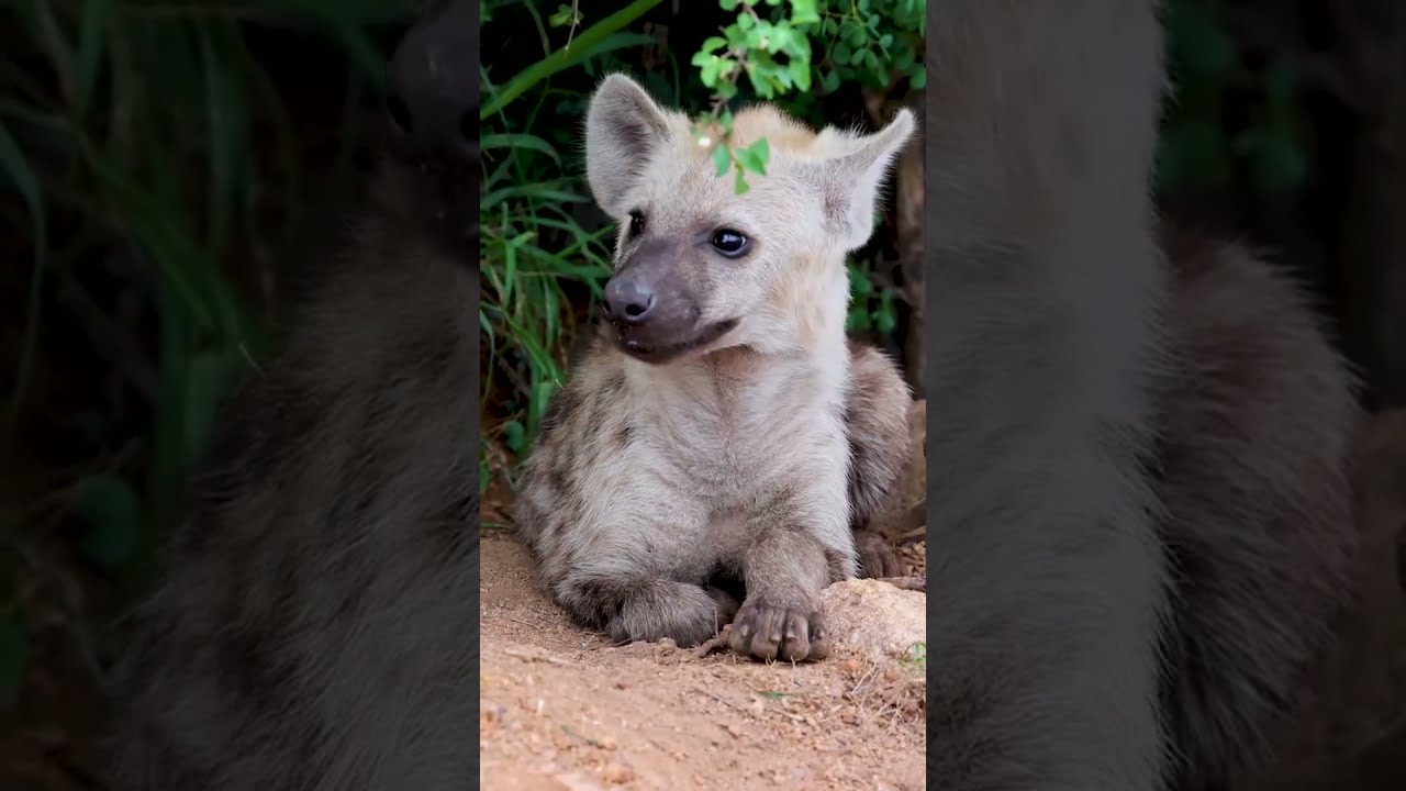 Cutest Hyena cub!