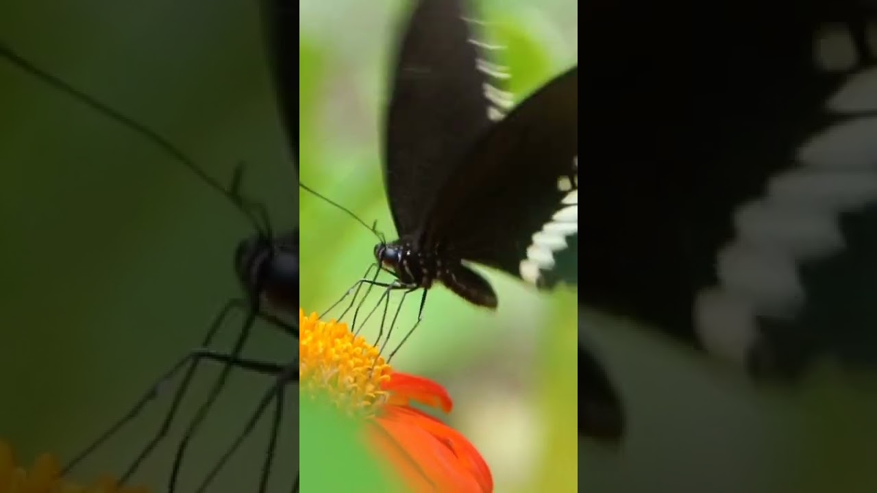 Butterfly 🦋 With Naturally beauty And Peace 