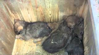 Волчата Гродненского зоопарка(В Гродненском зоопарке родились волчата., 2013-06-12T06:46:21.000Z)