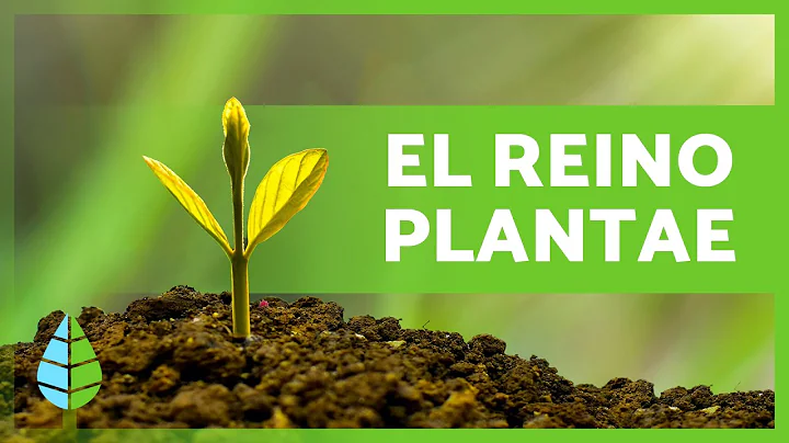 El REINO de las PLANTAS 🌱🌸 (Definición, Características y Clasificación)