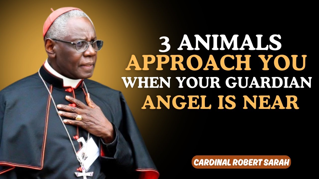 3 ANIMALS THAT APPROACH YOU WHEN YOUR GUARDIAN ANGEL IS NEAR - Cardinal Robert Sarah