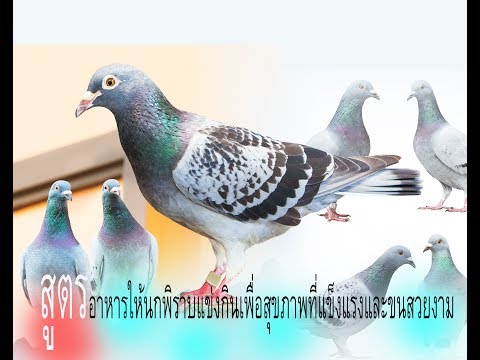 อาหาร หลักและ อาหารเสริม ให้ นก พิราบ homing pigeon  กินเพื่อให้สุขภาพแข็งแรงและมีขนที่สวยงาม