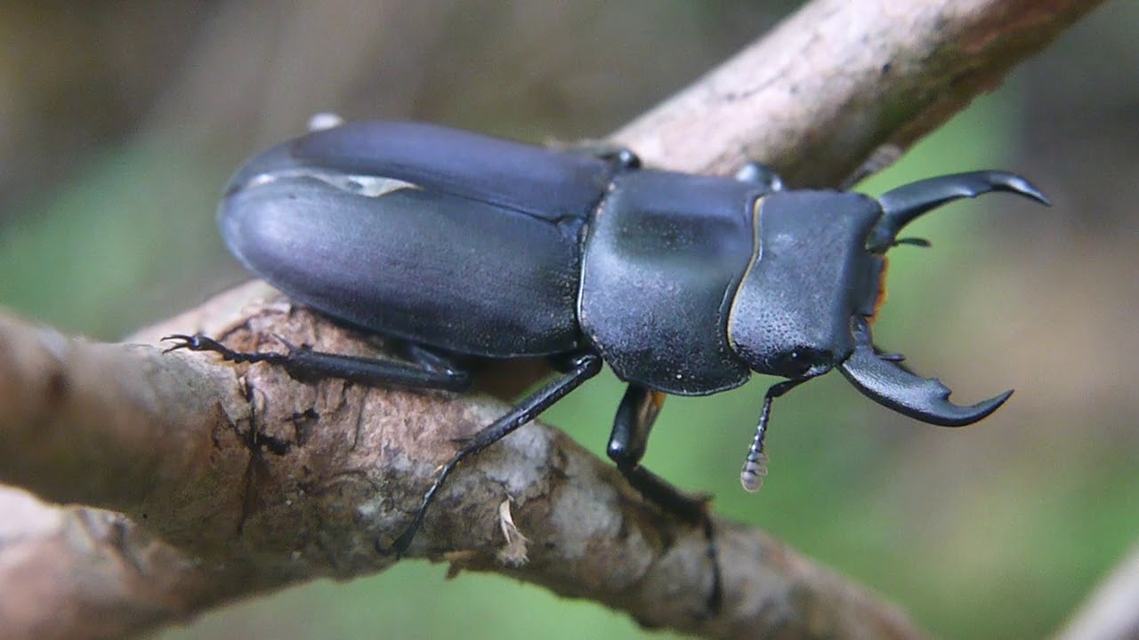 小型のスジクワガタ Dorcus Striatipennis Youtube