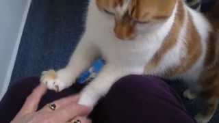 London Cats Protection everyone's friend Johnny screenshot 5