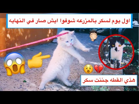القط سكر برا لأول مره  