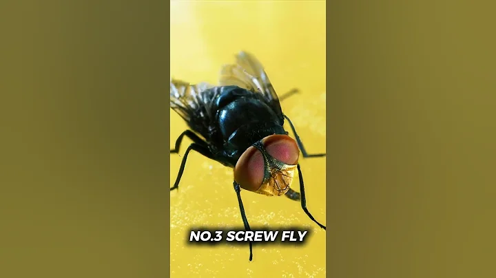 Top 5 Most Dangerous Insects