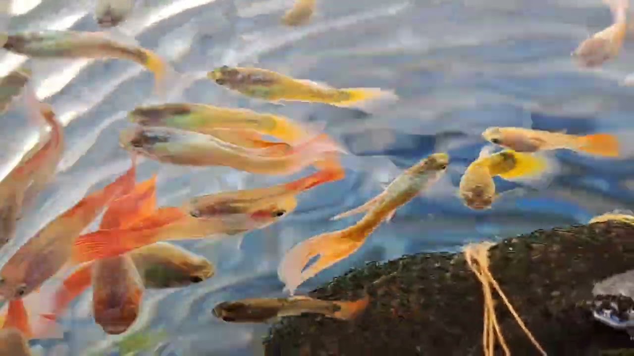 #أسماك_زينة  #diy #aquariumdecor #fish #fishponds #ornamentalfish #Creative fish tank #asmr pond