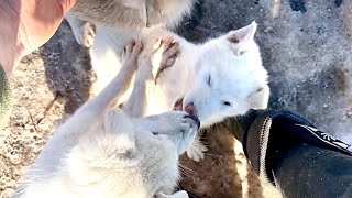 Кровожадный Волэнд Лорд, беспощадно душит всех щенков 😱 что будет дальше ⁉️