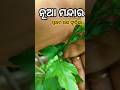 ନୂଆମନ୍ଦାର ପ୍ରଥମଥର ଫୁଟିଲା/How To Grow Hibiscus Plant FromCutting#𒆜foryou@namitaskitchengarden9693