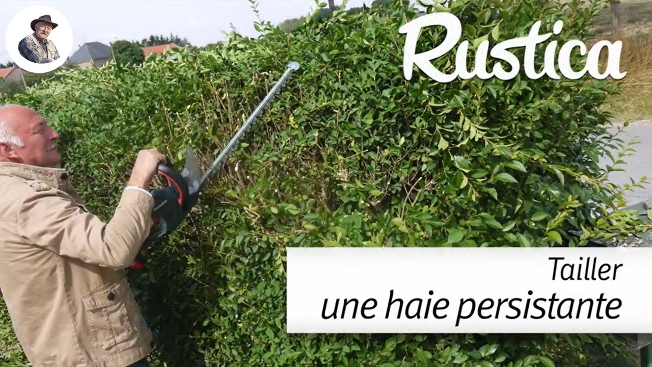 Tailler une haie persistante