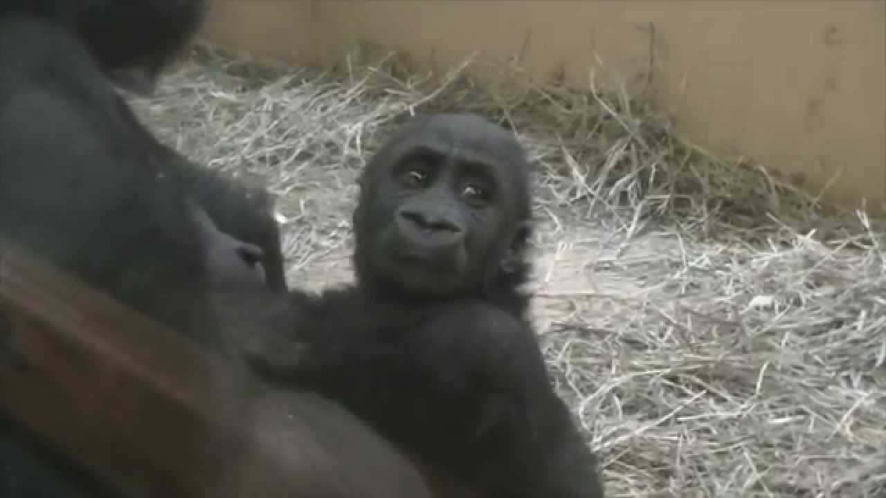 Dembe Snuggling With Mom