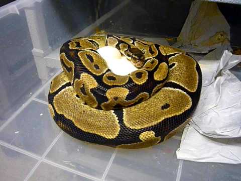 Setting Up Ball Python Eggs #2 of 3