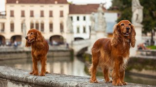 A Guide to the First Year of Cocker Spaniel Parenting