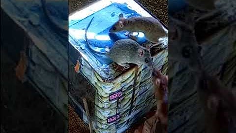 New Creative Idea / Use Steel Bucket To Make Mouse Trap part 02