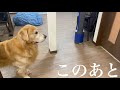 2日間出張に行って帰ったら、愛犬が怒りながら泣きました。