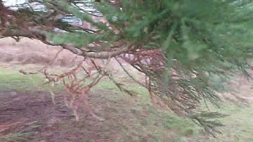 Giant sequoia in the Netherlands