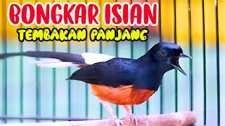 TEMBAKAN TAJAM MURAI BATU BONGKAR ISIAN, PANCINGAN MURAI BATU YANG MACET JADI EMOSI