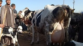 وصول البقر الواسع فى اللبن من سوق تلا