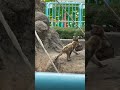 モミじゃなくて、マルだった。 Not Momi, but Maru! #cute #市川市動植物園 #monkey #punch