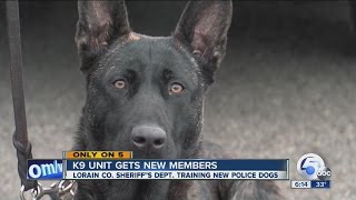 Meet the newest members of the Lorain County Sheriff's Department's K9 Unit