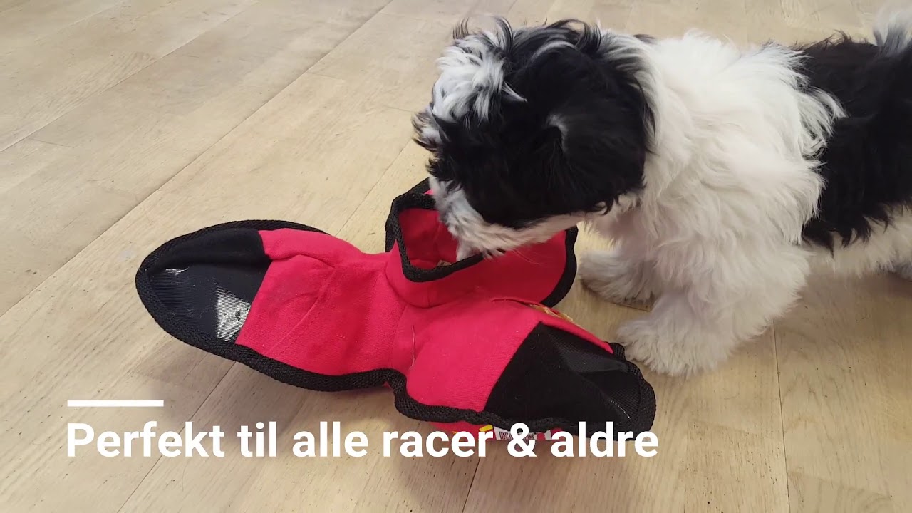 kong ballistic hide n treat small