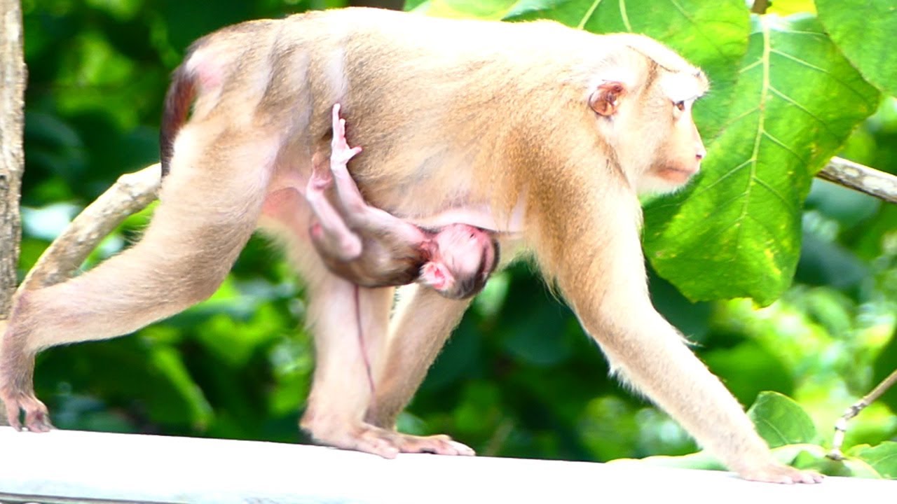 Poor Mother Molia Lost A Lot Of Energy After Birth Of Newborn Baby, Molia Stay Calmly On Tree