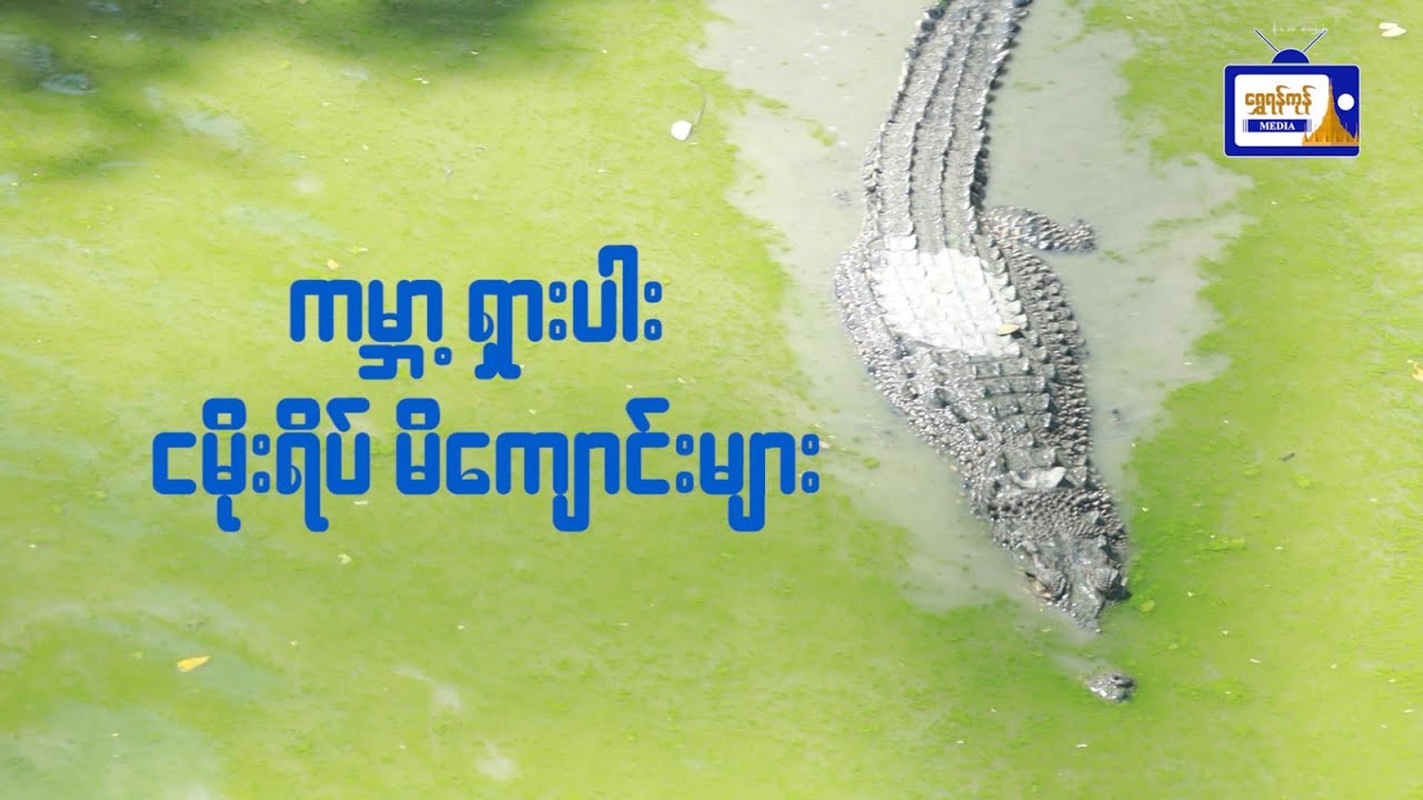 ကမ္ဘာမှာ ရှားပါးစပြုနေပြီဖြစ်သော ငမိုးရိပ်မိကျောင်းများ