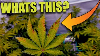 Whats This? Ep.08 AIRCUBE w/ COCO - WHATS GROWING ON in the MARSHYDRO 5x5 w/ Fc8000
