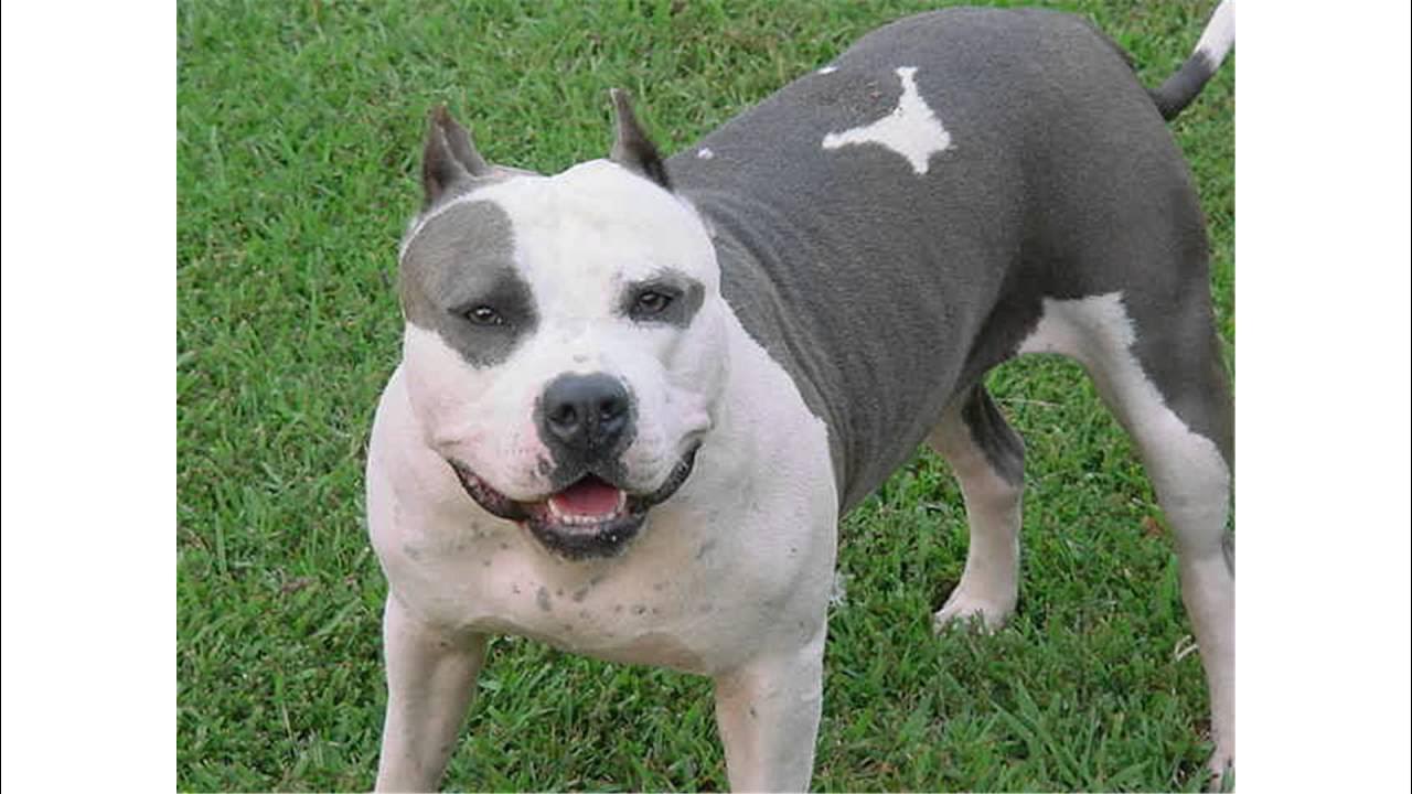 Палевый стаффордширский терьер. Американский стаффордширский терьер. Стаффордширский терьер бойцовская собака. Американский стаффордширский терьер бойцовская. Стаффордширский терьер бойцовская собака.